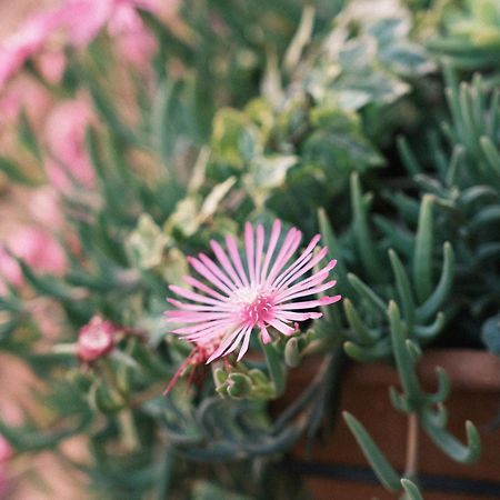 Comecasa Flowery Terraced Apartment Mediolan Zewnętrze zdjęcie